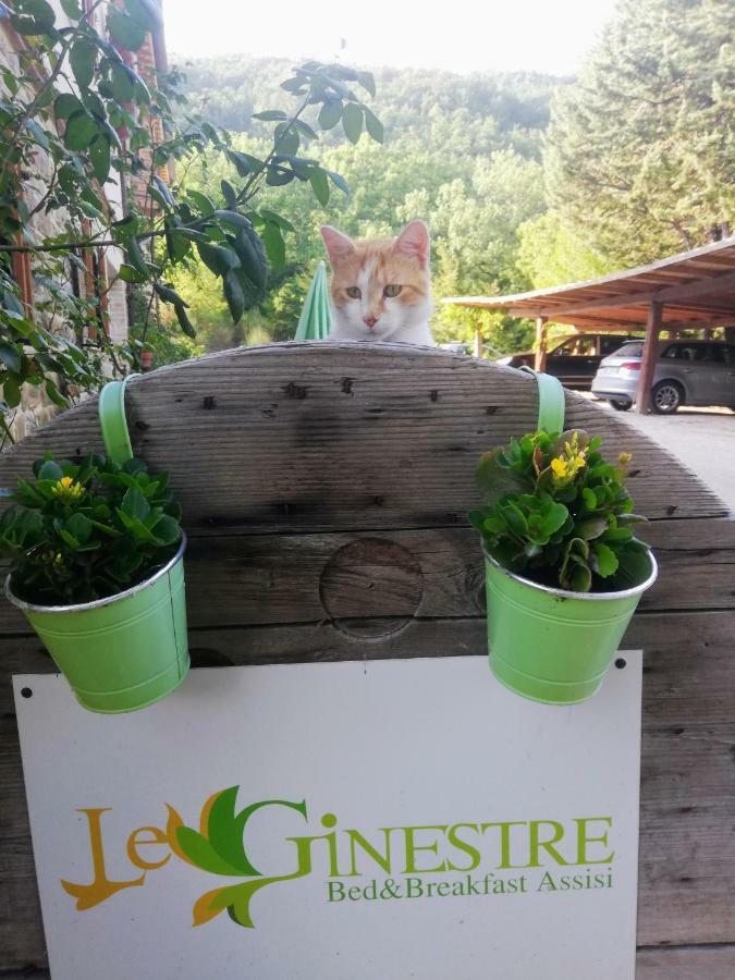 Le Ginestre Guesthouse Assisi Eksteriør billede